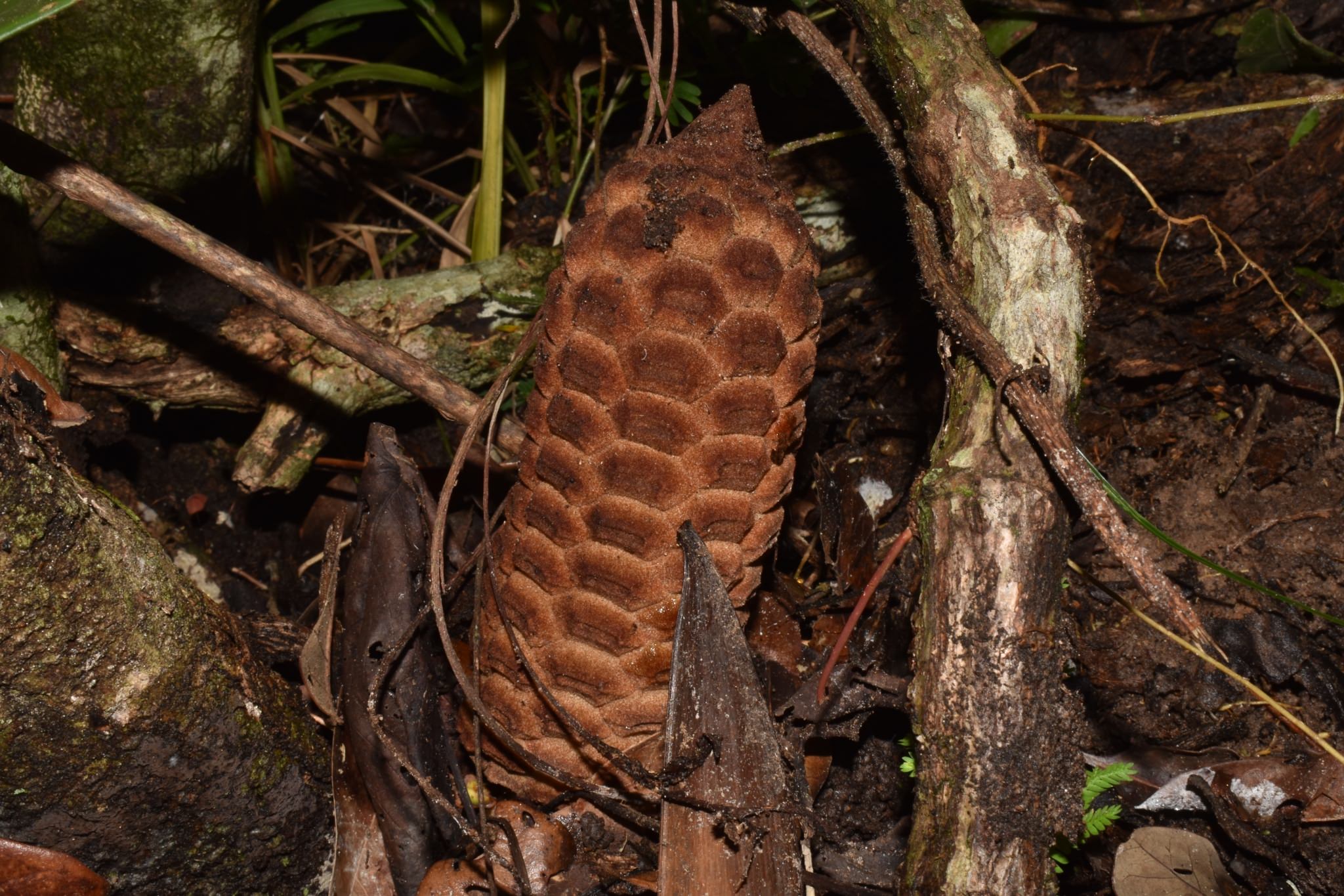 Zamia polymorpha 